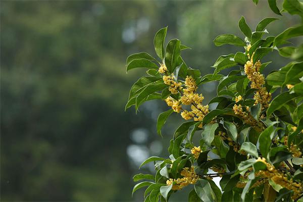 桂花贡茶价格（桂花贡茶的价格）